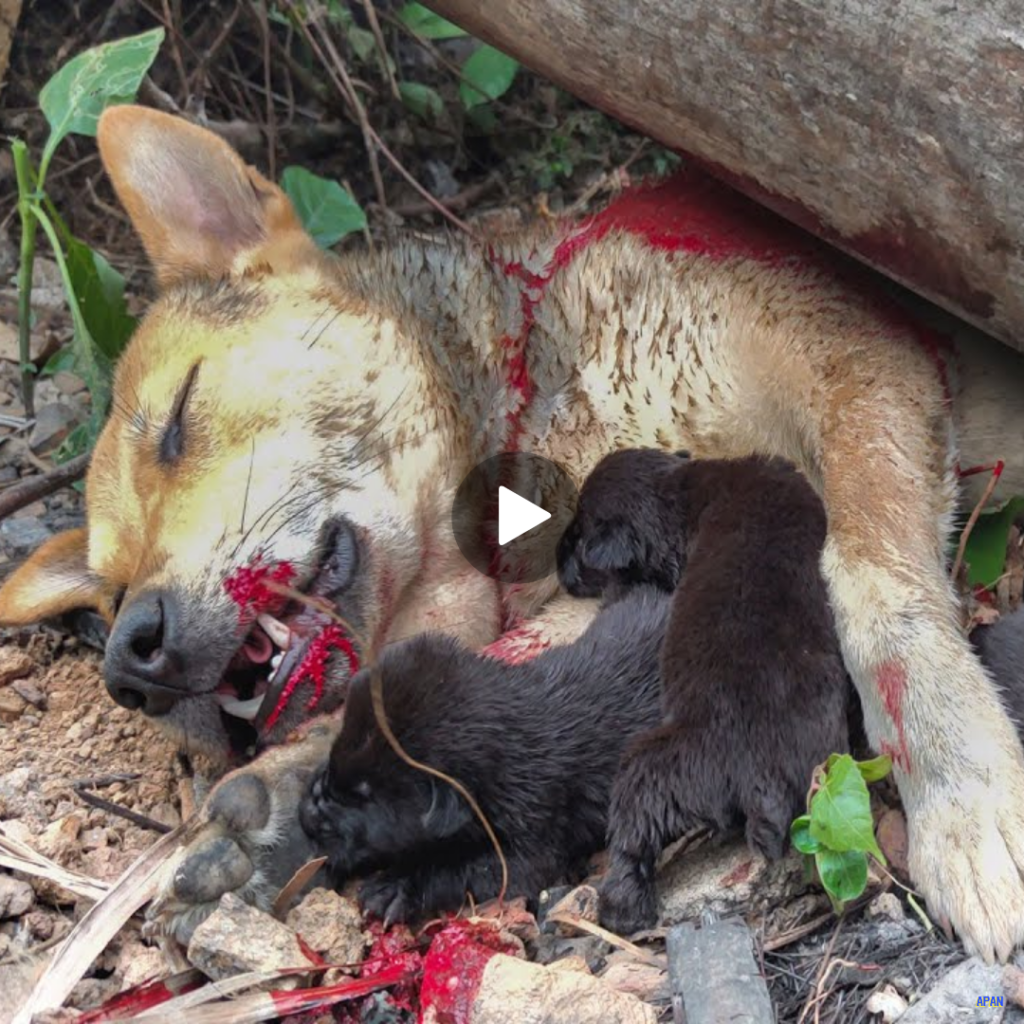 “Brave Mama Dog Rescues Her Vulnerable Pups from Impending Peril”