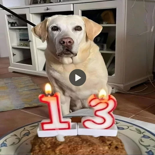 Celebrating the First Birthday in 13 Years: An Old Dog Sheds Tears of Joy!