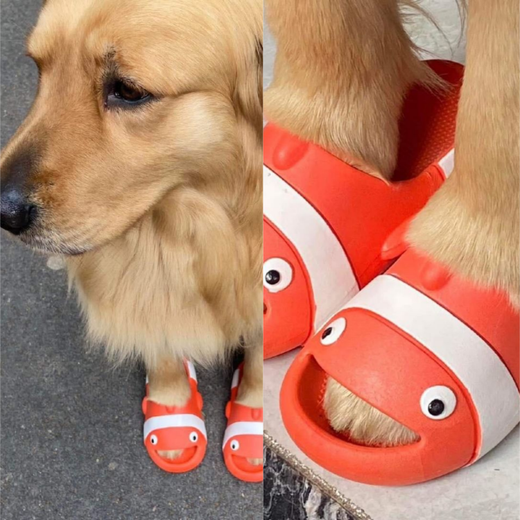 Adorable Golden Retriever Steals Hearts with Orange Fish-Shaped Slippers